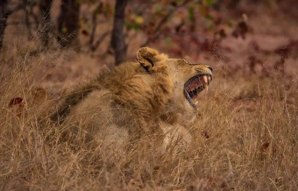Südafrika_KrugerNP_1689.jpg