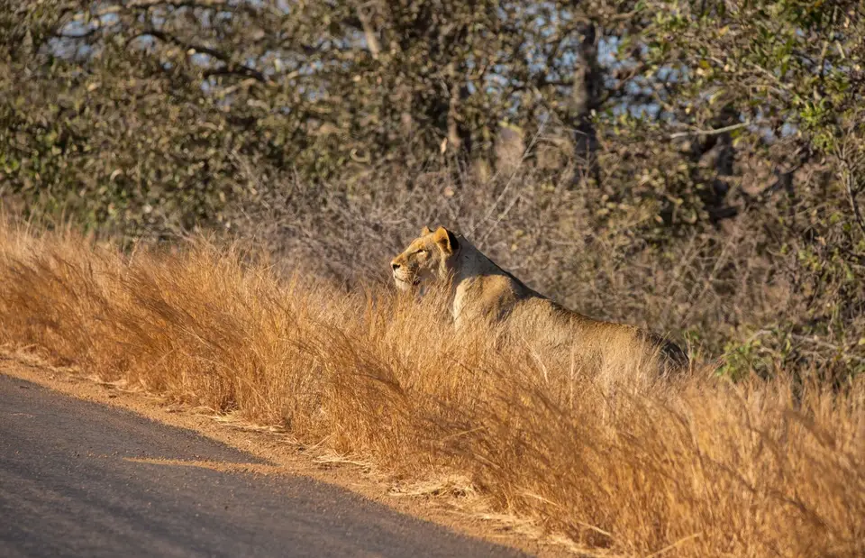 Südafrika_KrugerNP_1725.jpg