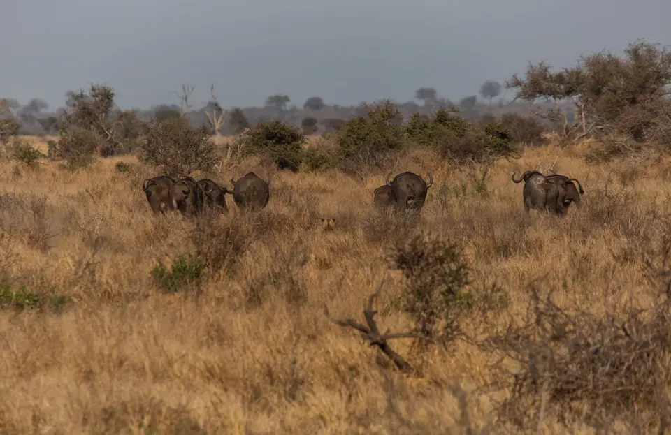 Südafrika_KrugerNP_1730.jpg
