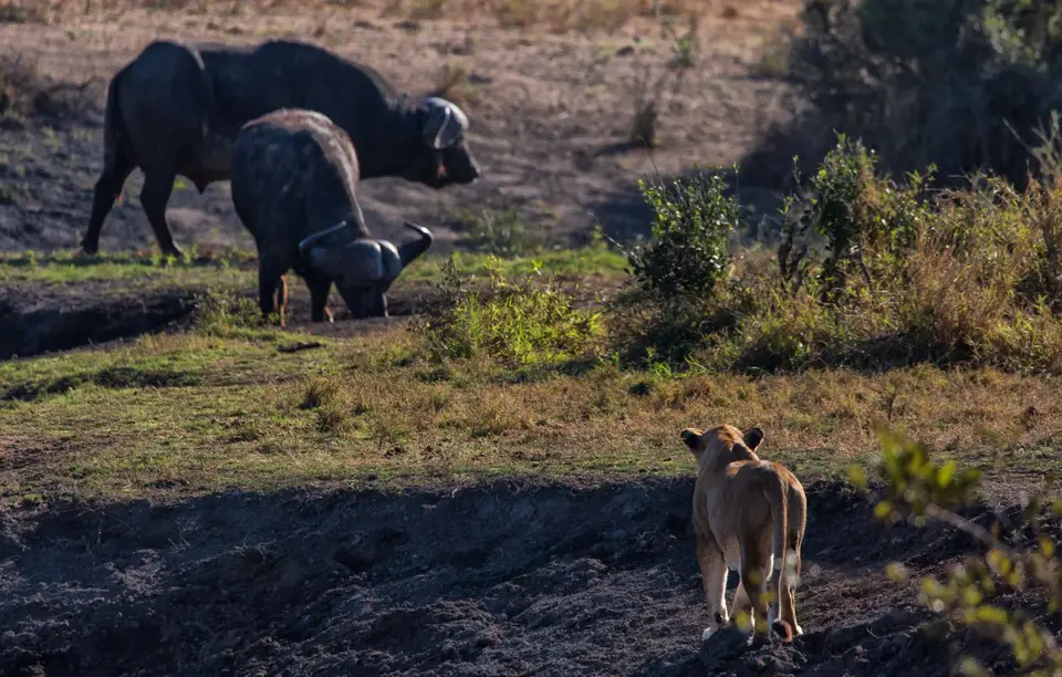 Südafrika_KrugerNP_1737.jpg