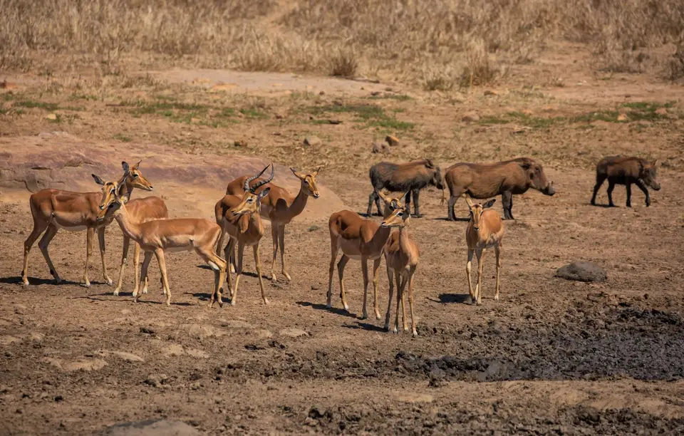 Südafrika_KrugerNP_1755-2.jpg
