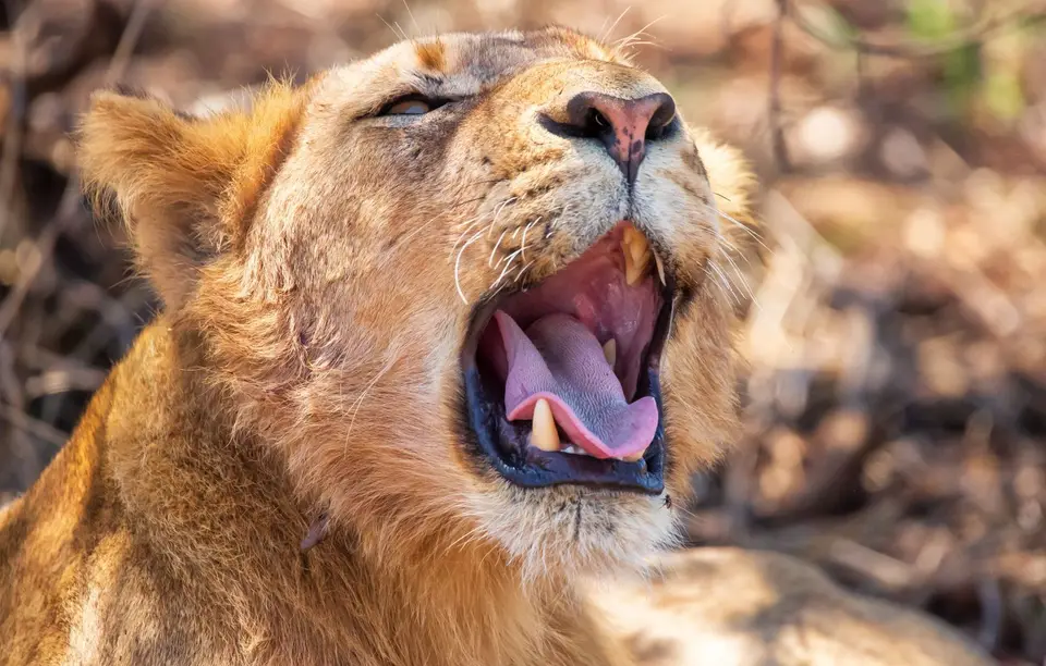 Südafrika_KrugerNP_1766.jpg