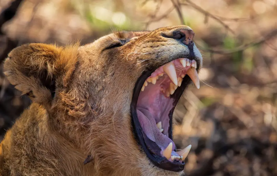 Südafrika_KrugerNP_1768.jpg