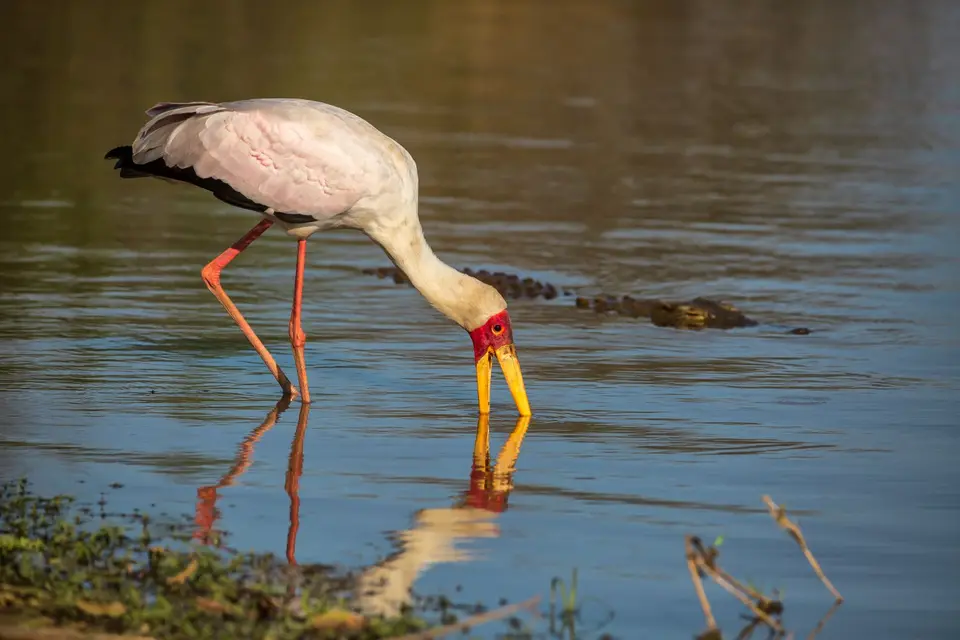 Südafrika_KrugerNP_1785.jpg