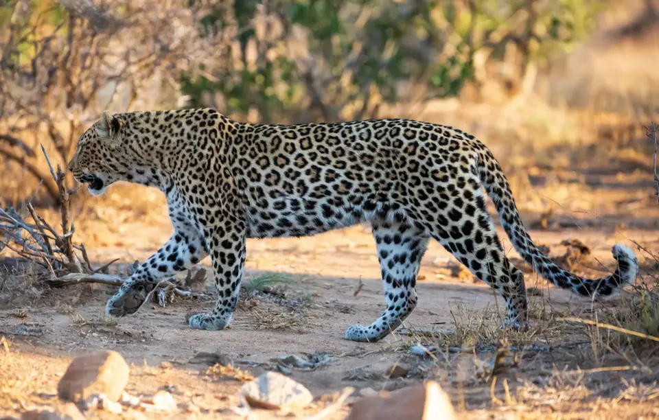 Südafrika_KrugerNP_1789.jpg