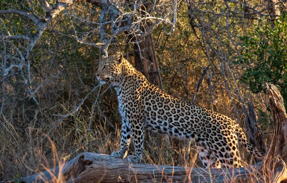 Südafrika_KrugerNP_1796.jpg