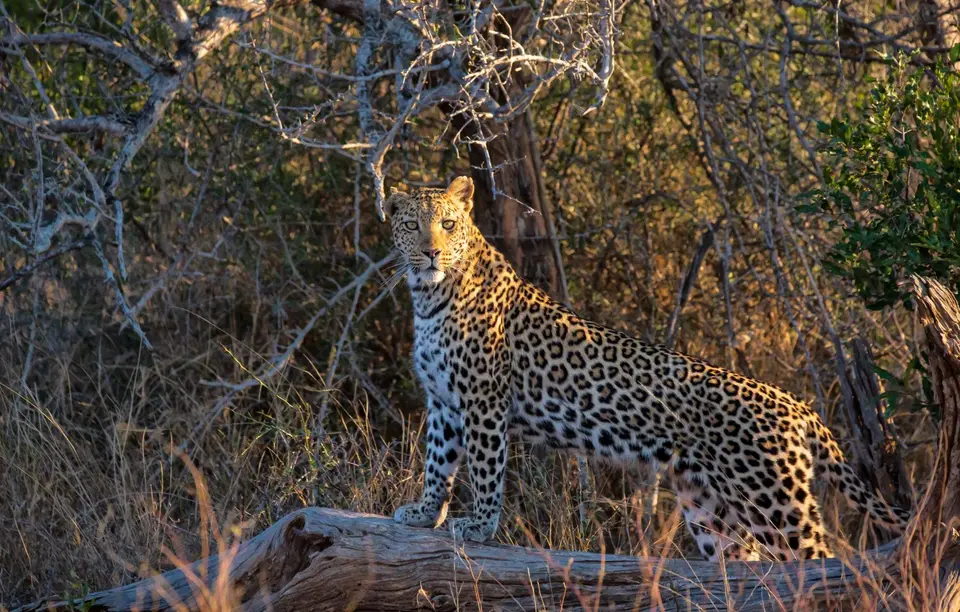 Südafrika_KrugerNP_1797-2.jpg