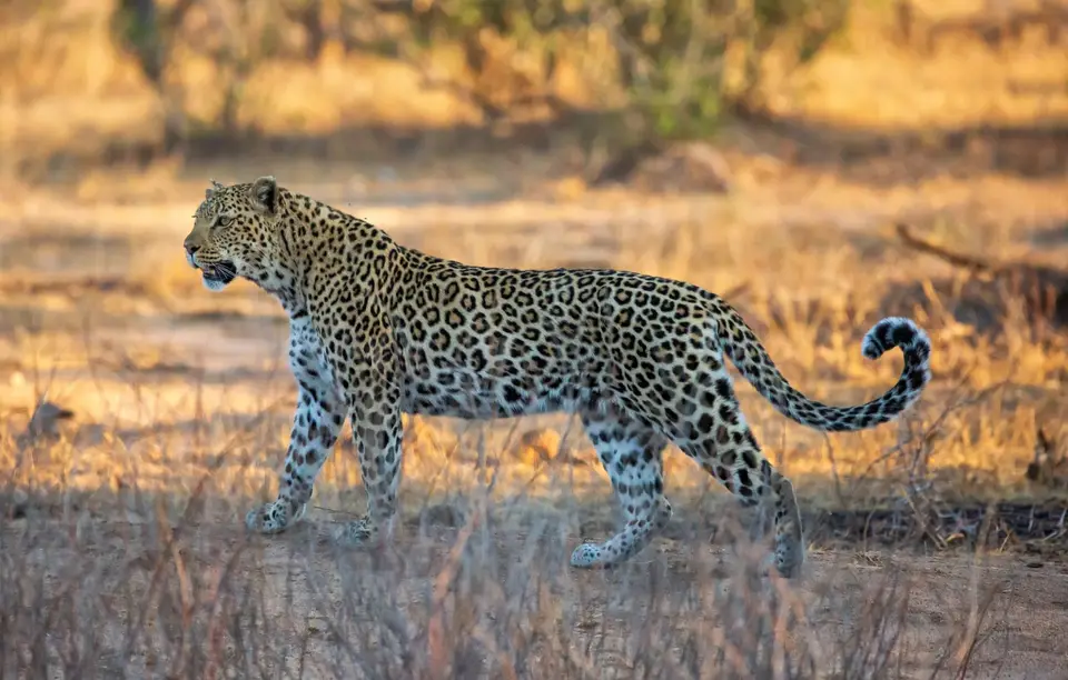 Südafrika_KrugerNP_1802.jpg