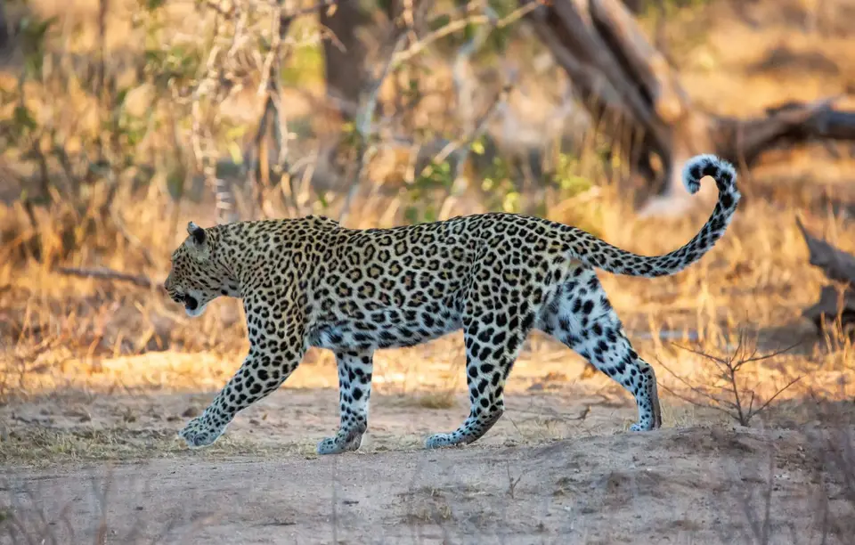 Südafrika_KrugerNP_1803.jpg