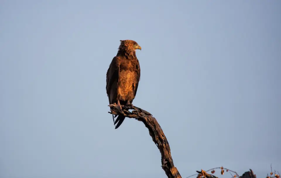 Südafrika_KrugerNP_1805.jpg