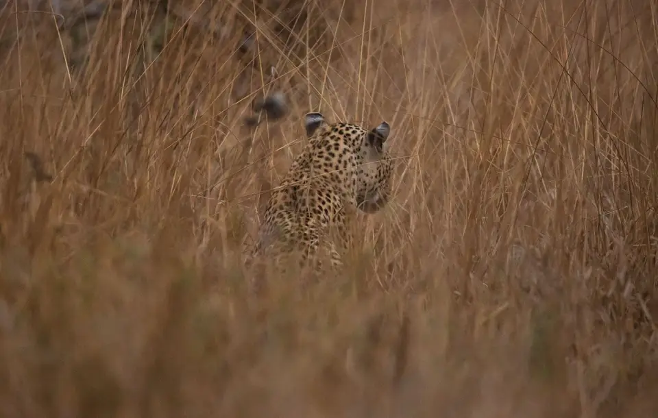 Südafrika_KrugerNP_1807.jpg