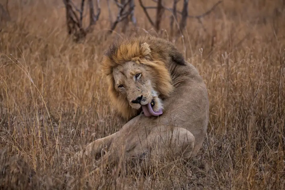Südafrika_KrugerNP_1818.jpg