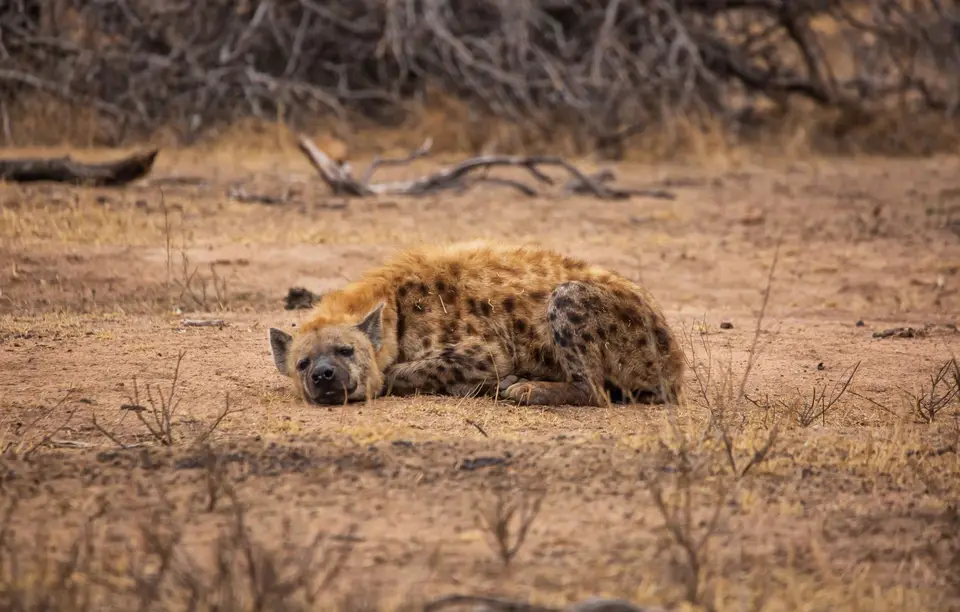 Südafrika_KrugerNP_1821.jpg