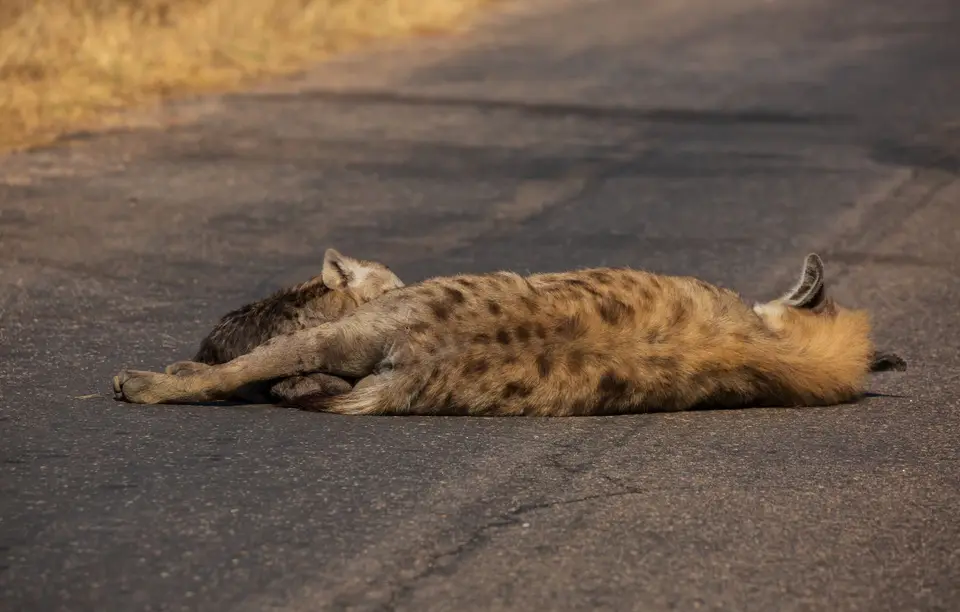 Südafrika_KrugerNP_1822.jpg