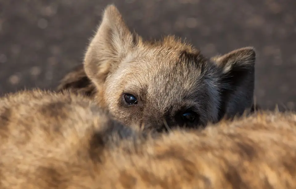 Südafrika_KrugerNP_1823.jpg