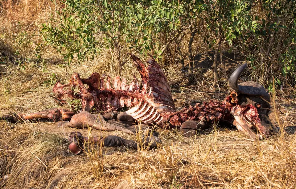 Südafrika_KrugerNP_1827.jpg