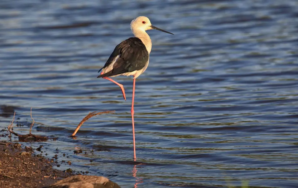 Südafrika_KrugerNP_204.jpg