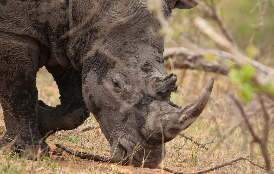 Südafrika_KrugerNP_257.jpg