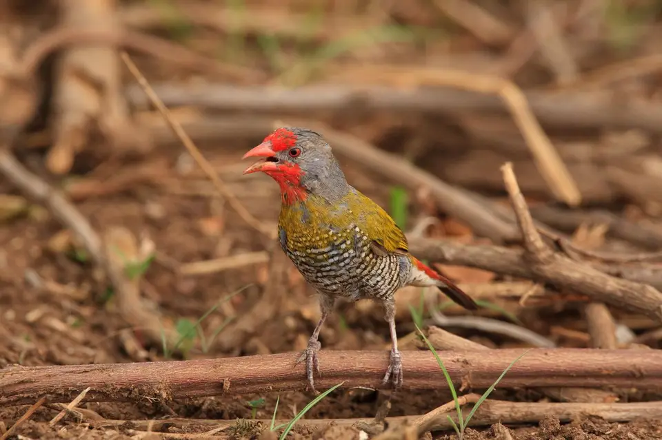 Südafrika_KrugerNP_279.jpg