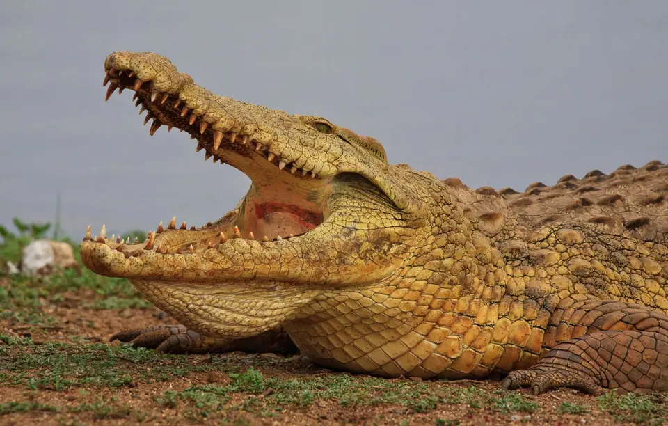 Südafrika_KrugerNP_281.jpg