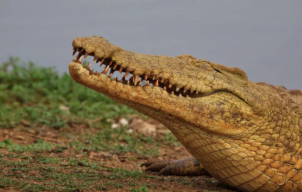 Südafrika_KrugerNP_282.jpg