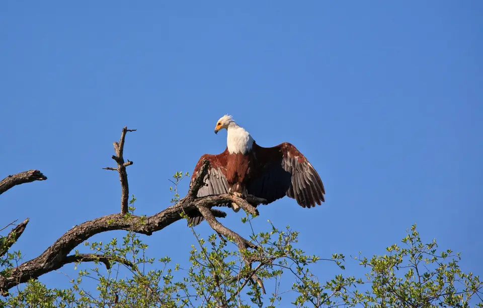 Südafrika_KrugerNP_299.jpg