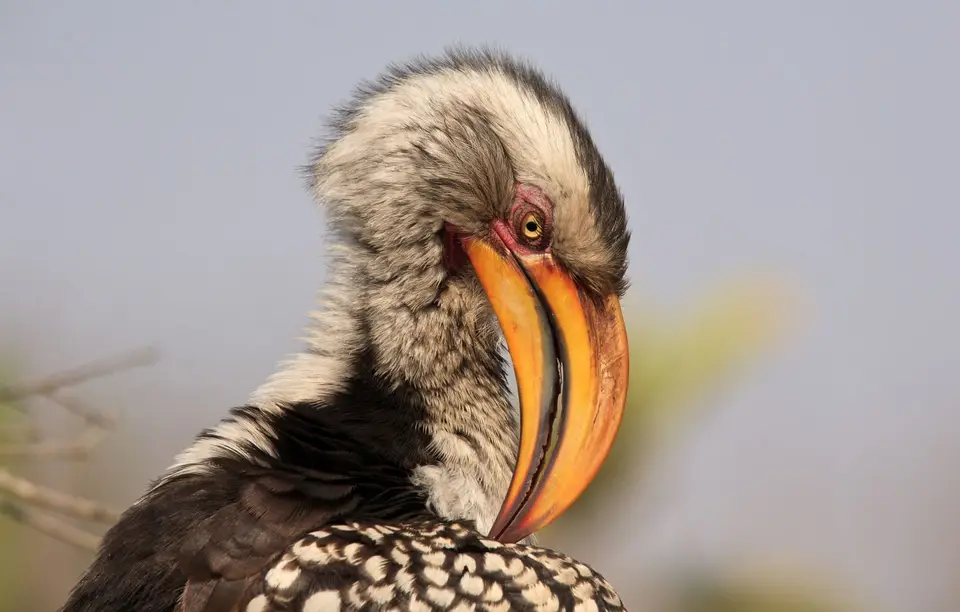 Südafrika_KrugerNP_305.jpg