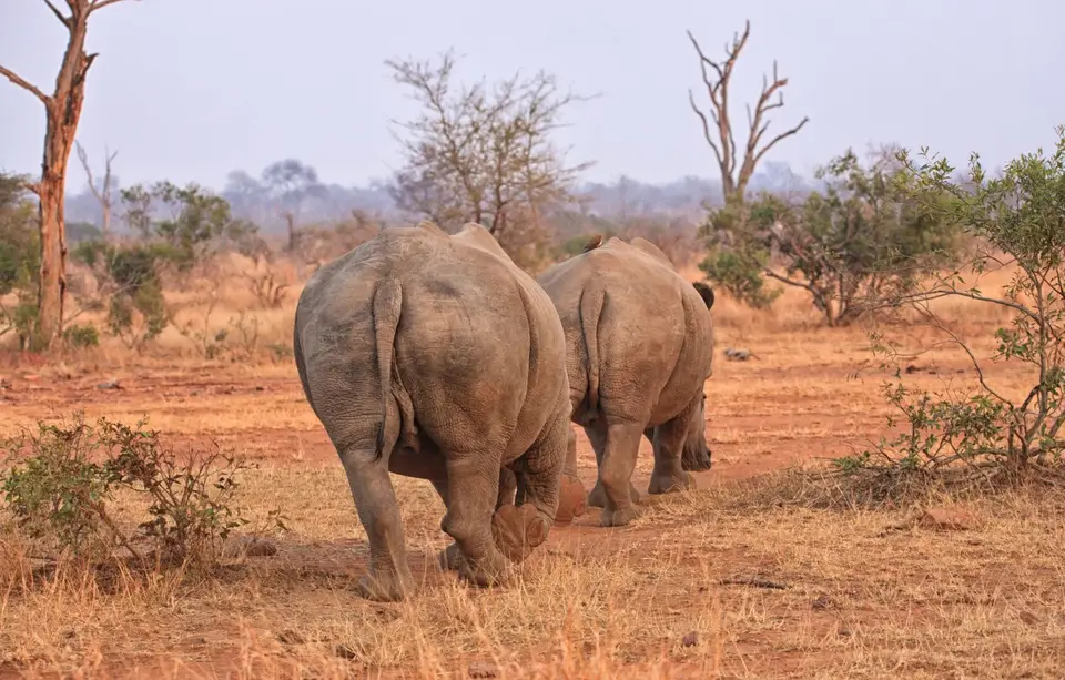Südafrika_KrugerNP_389.jpg
