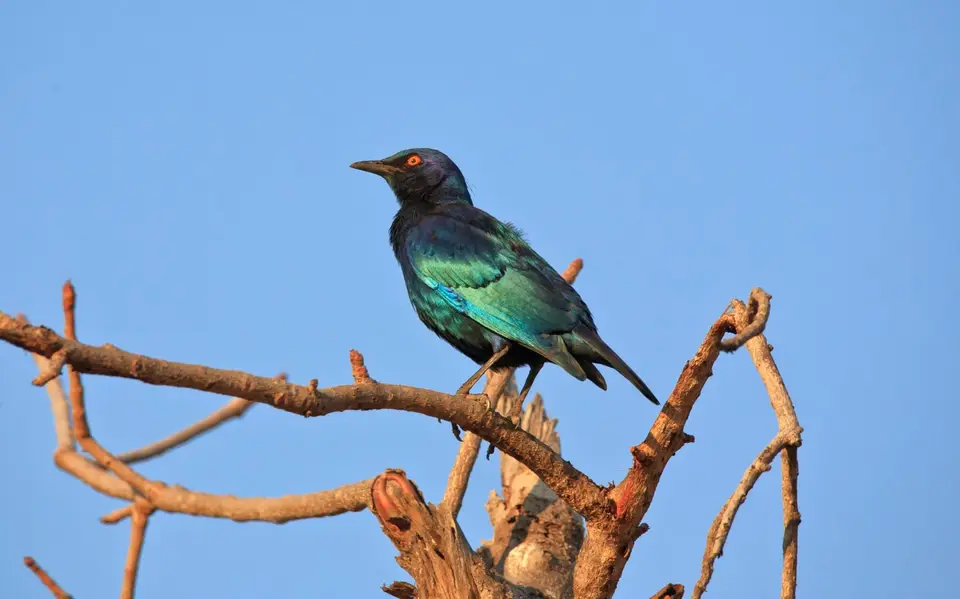 Südafrika_KrugerNP_Vogel_GrünschwanzGlanzstar_001.jpg