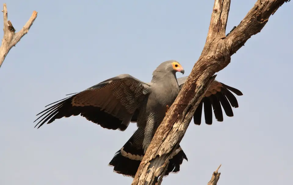 Südafrika_KrugerNP_Vogel_Höhlenweihe_005.jpg