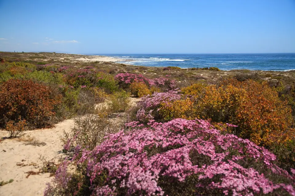 Südafrika_LambertsBay_003.jpg