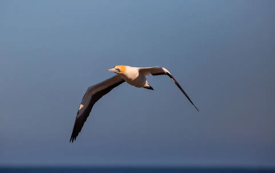Südafrika_LambertsBay_110.jpg