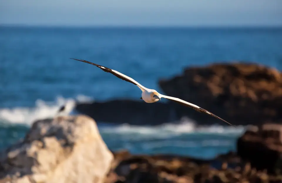 Südafrika_LambertsBay_115.jpg