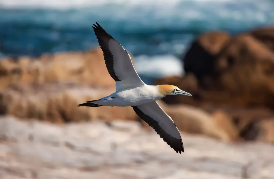 Südafrika_LambertsBay_146.jpg