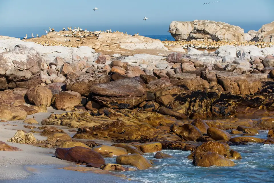 Südafrika_LambertsBay_168.jpg