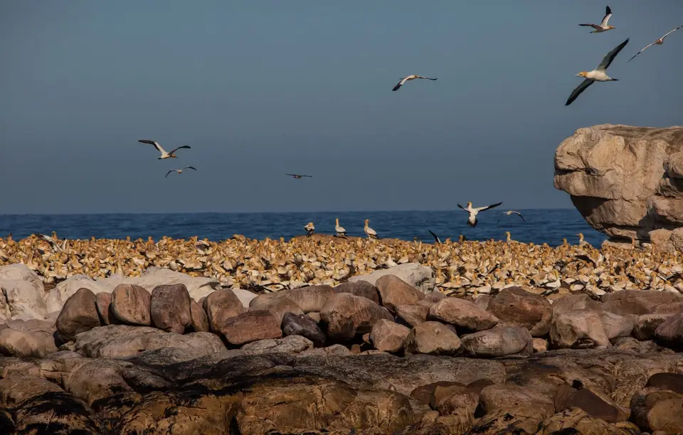 Südafrika_LambertsBay_172.jpg