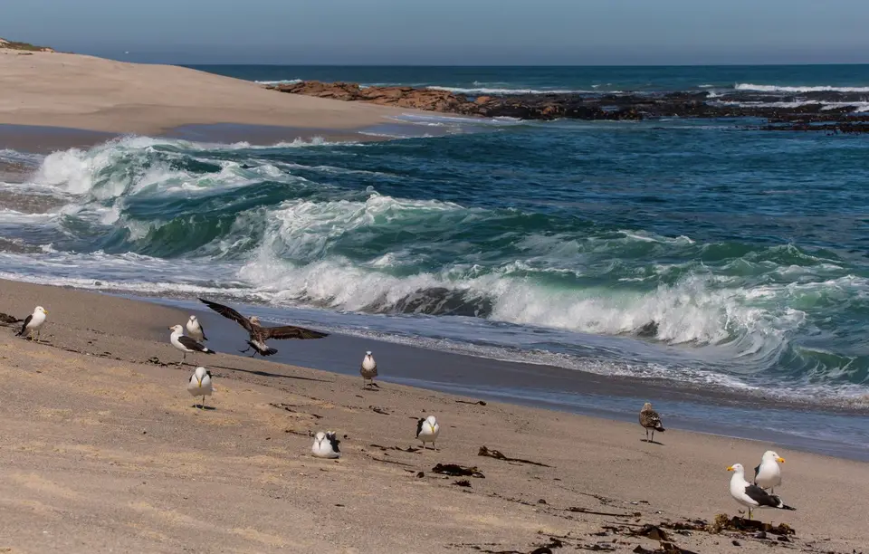 Südafrika_LambertsBay_184.jpg