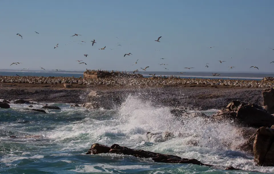 Südafrika_LambertsBay_201.jpg