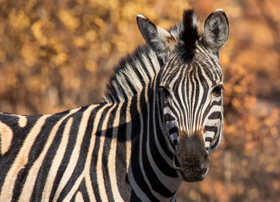 Südafrika_MarakeleNP_060.jpg