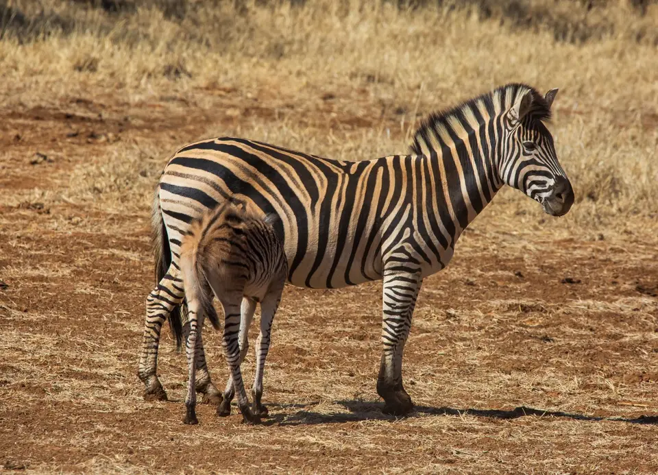Südafrika_MokalaNP_032.jpg