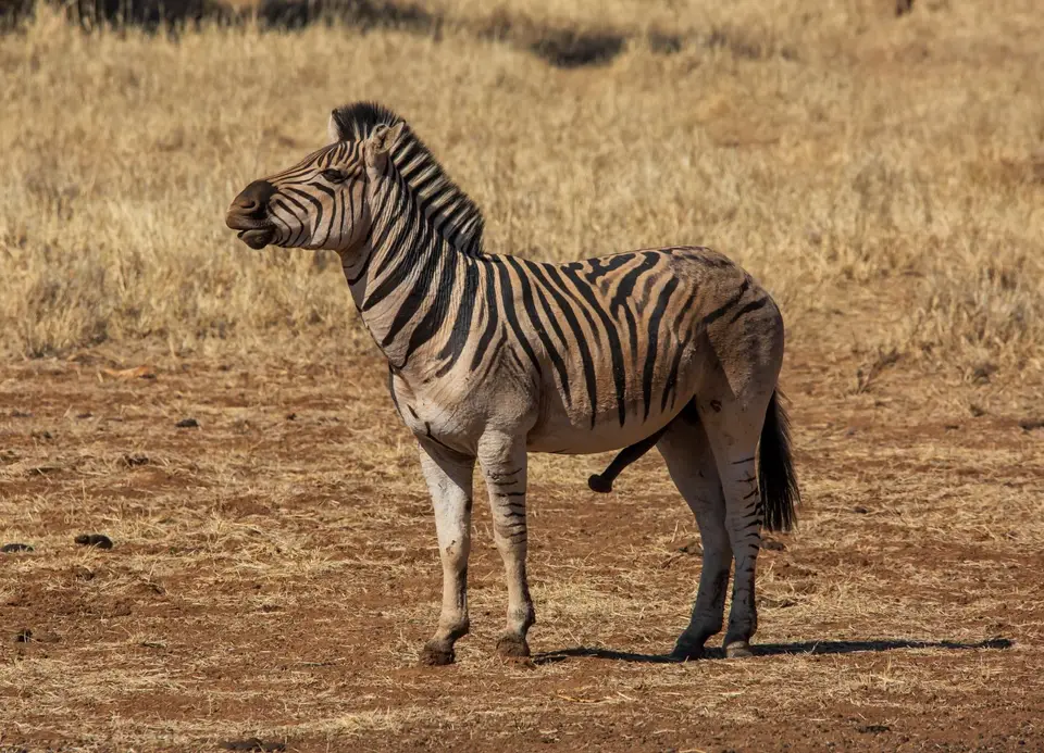 Südafrika_MokalaNP_047.jpg