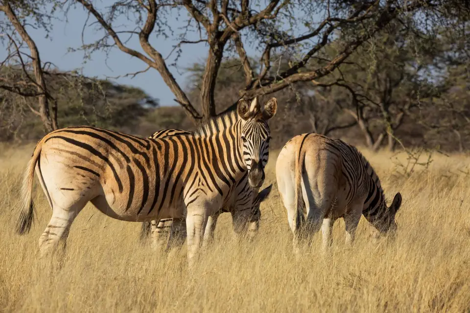 Südafrika_MokalaNP_088.jpg