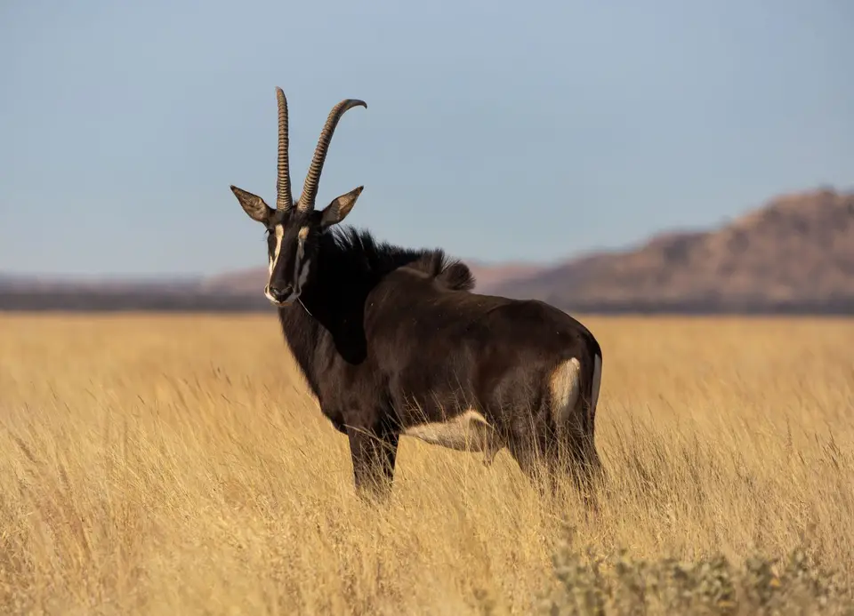 Südafrika_MokalaNP_117.jpg