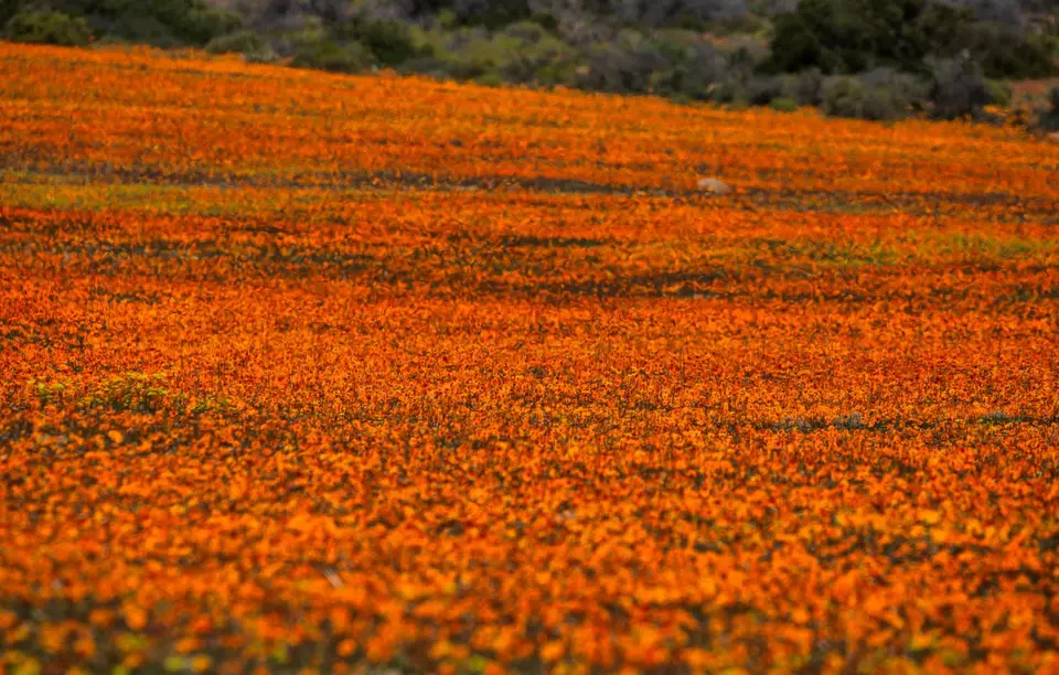 Südafrika_NamaqualandNP_03.jpg