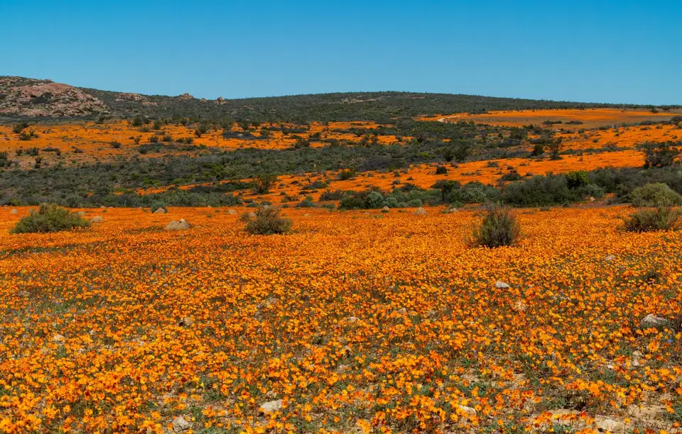 Südafrika_NamaqualandNP_24.jpg