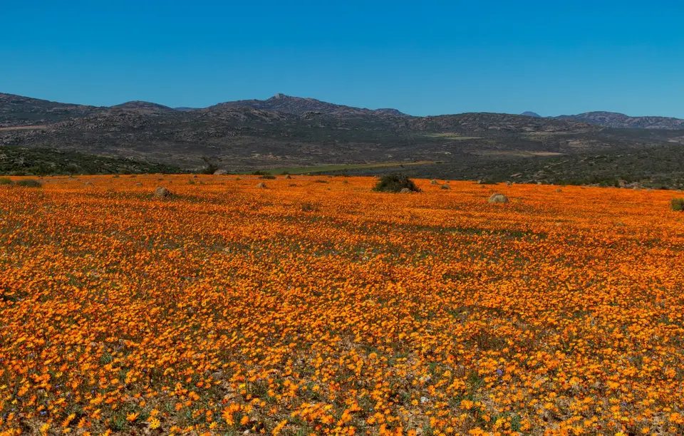 Südafrika_NamaqualandNP_25.jpg