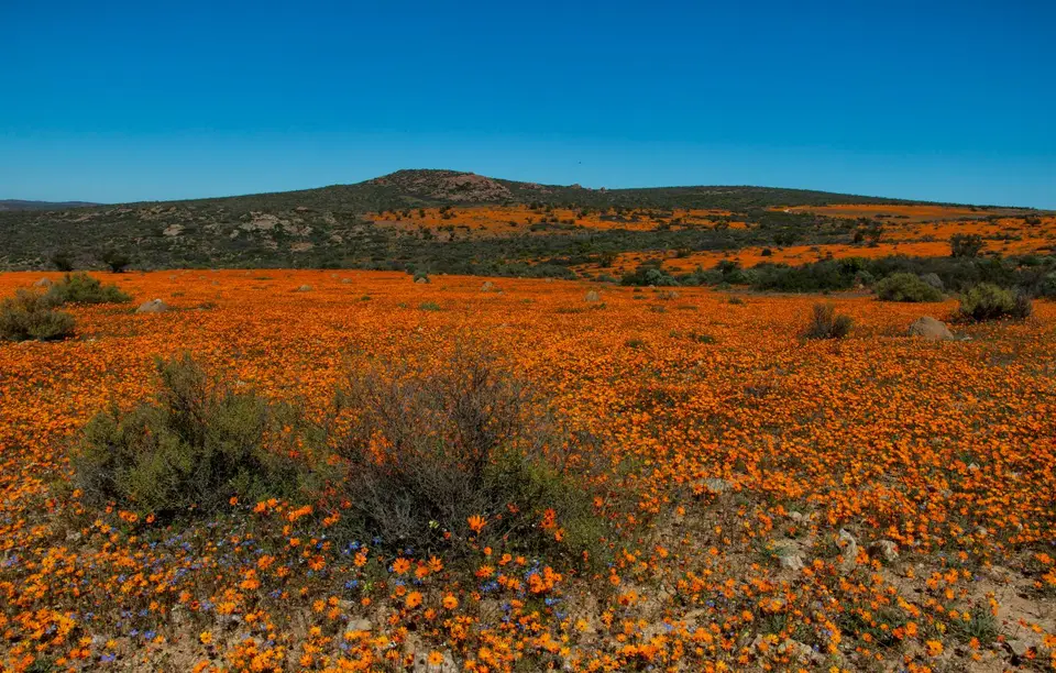 Südafrika_NamaqualandNP_26.jpg