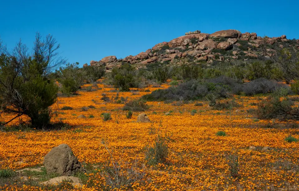 Südafrika_NamaqualandNP_35.jpg