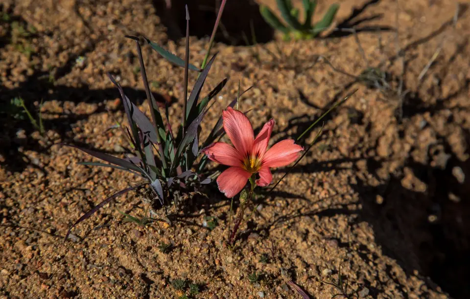 Südafrika_NamaqualandNP_56.jpg