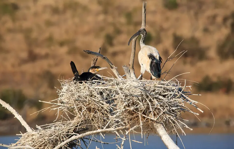 Südafrika_PilanesbergNP_047.jpg